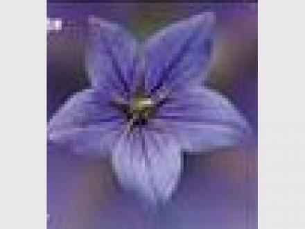 Affinity Psychological Service