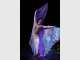 Belly Dance Gold Coast by Sheherazade