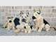 Bocchetta Plush Toys