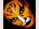 Colourful Creationz