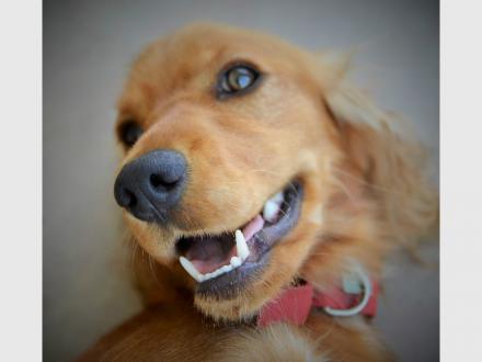 Coomera Pet Care Coomera Pet Care