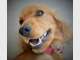 Coomera Pet Care Coomera Pet Care