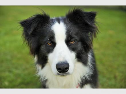 Coomera Pet Care Coomera Pet Care