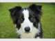 Coomera Pet Care Coomera Pet Care