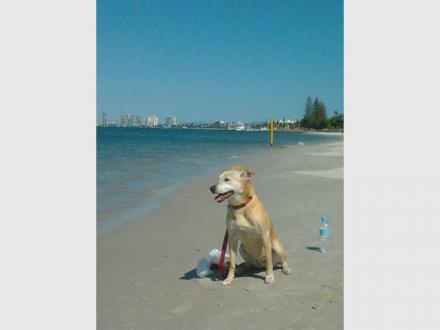 Coomera Pet Care Coomera Pet Care