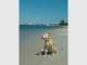 Coomera Pet Care Coomera Pet Care