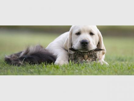 Coomera Pet Care Coomera Pet Care