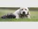 Coomera Pet Care Coomera Pet Care