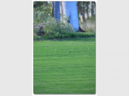 East Coast Turf Renovations Pty Ltd East Coast Turf Renovations Pty Ltd