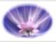 Flower Essences Consultation