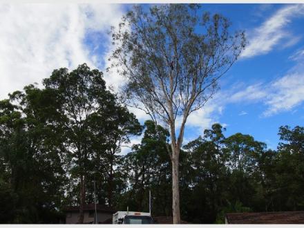 Frontier Tree Services