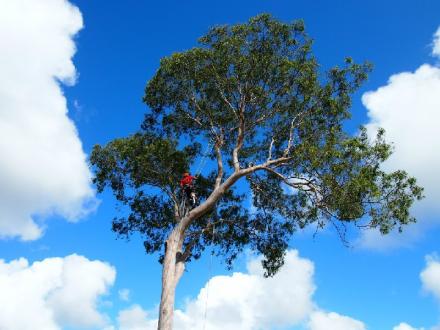Frontier Tree Services