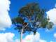 Frontier Tree Services