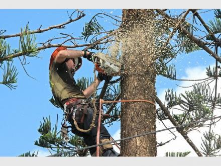 Frontier Tree Services