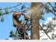 Frontier Tree Services