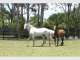 Gold Coast Equestrian Centre Gold Coast Equestrian Centre