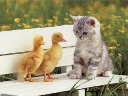 Gold Coast Premium Pet Services Gold Coast Premium Pet Services