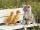 Gold Coast Premium Pet Services