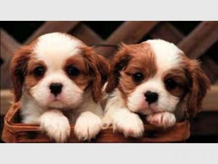 Gold Coast Premium Pet Services Gold Coast Premium Pet Services
