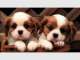 Gold Coast Premium Pet Services Gold Coast Premium Pet Services