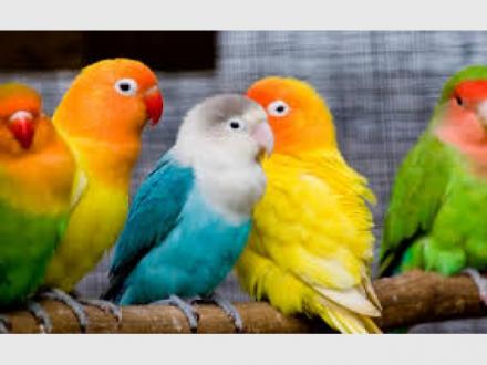 Gold Coast Premium Pet Services Gold Coast Premium Pet Services