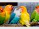 Gold Coast Premium Pet Services Gold Coast Premium Pet Services