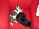 Helensvale Pet Care Helensvale Pet Care