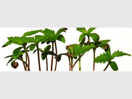 Hemp-Life Hemp-Life