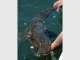 Ifish Australia
