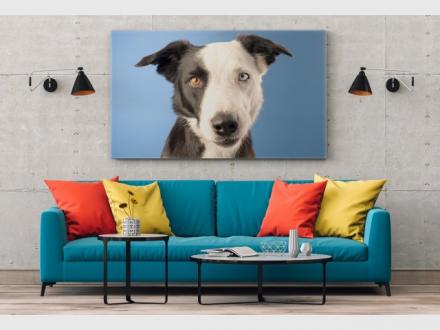 James Thomson Pet Photography