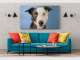 James Thomson Pet Photography