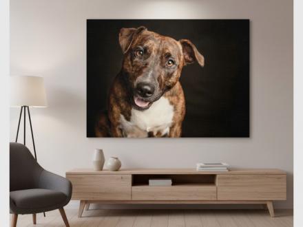 James Thomson Pet Photography