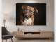 James Thomson Pet Photography