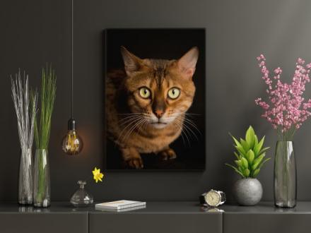 James Thomson Pet Photography