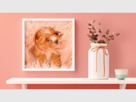James Thomson Pet Photography