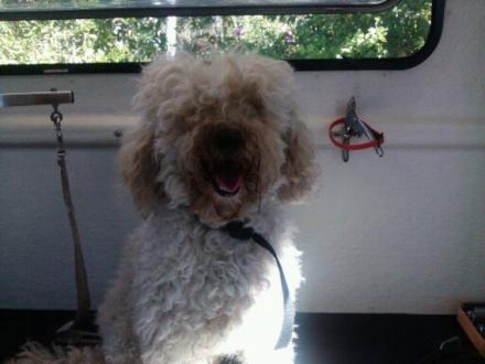 K9 Confidence Mobile Dog Grooming Salon