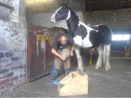 Kew Forge Farrier Service