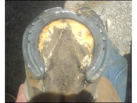 Kew Forge Farrier Service