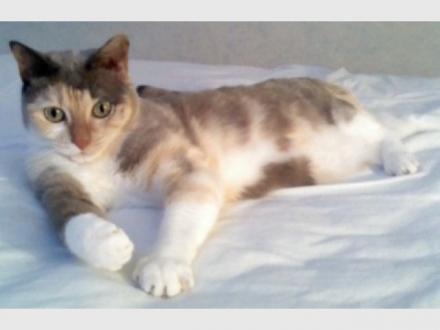 Lulu's House & Pet Sitting Gold Coast