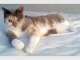 Lulu's House & Pet Sitting Gold Coast