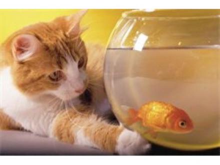 Pet Sitters Gold Coast