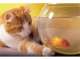 Pet Sitters Gold Coast
