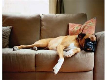 Pet Sitters Gold Coast