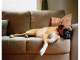 Pet Sitters Gold Coast