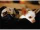 Pet Sitters Gold Coast