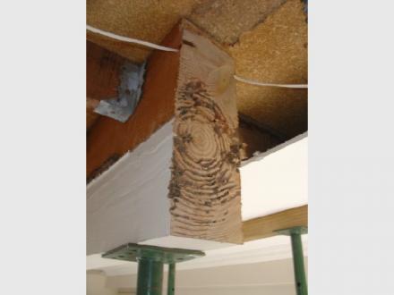 Quintessential Building - Termite Repair Specialist Quintessential Building - Termite Repair Specialist