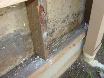 Quintessential Building - Termite Repair Specialist Quintessential Building - Termite Repair Specialist