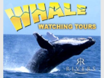 Rivers Whale Watching Rivers Whale Watching