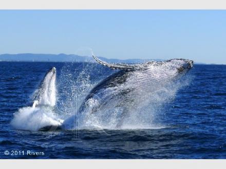 Rivers Whale Watching Rivers Whale Watching