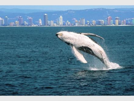 Rivers Whale Watching Rivers Whale Watching